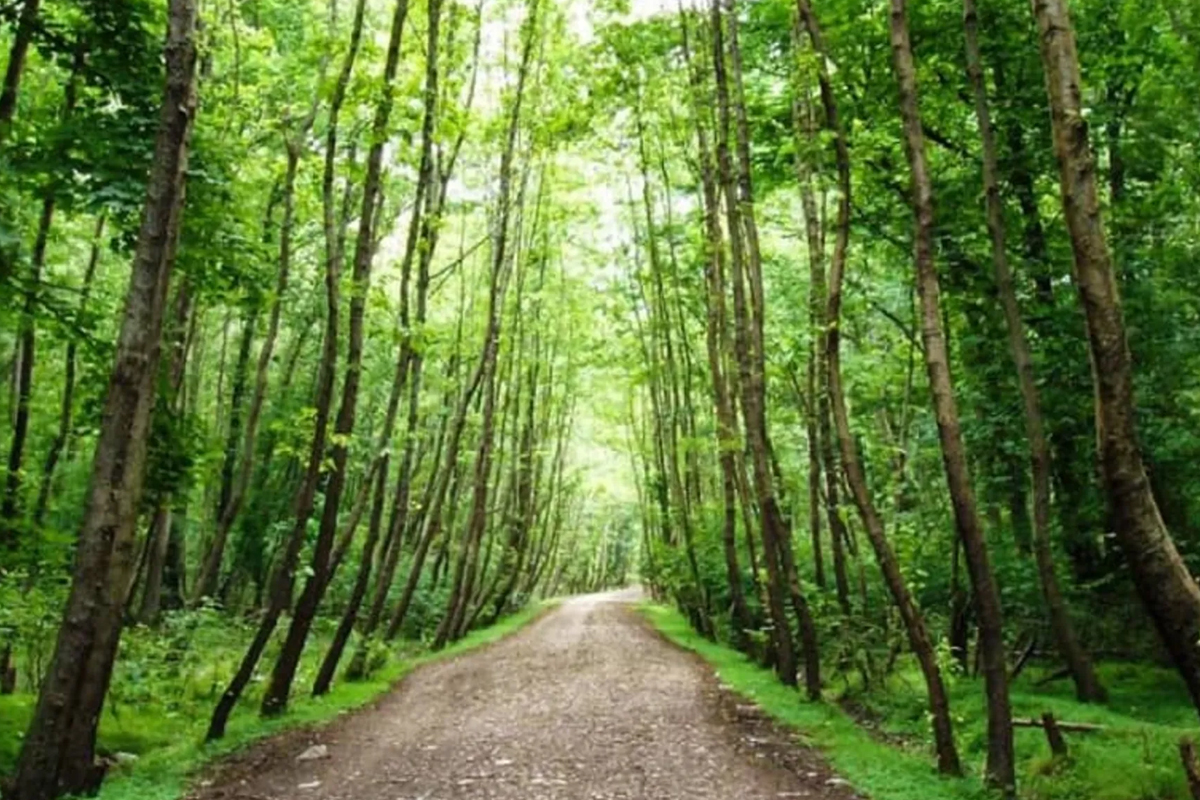 زمین‌های اطراف جاده‌های اصلی چمستان؛ انتخابی استراتژیک برای آینده