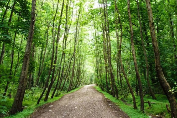 زمین‌های اطراف جاده‌های اصلی چمستان؛ انتخابی استراتژیک برای آینده